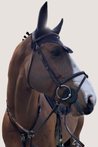 Sport horse and rider