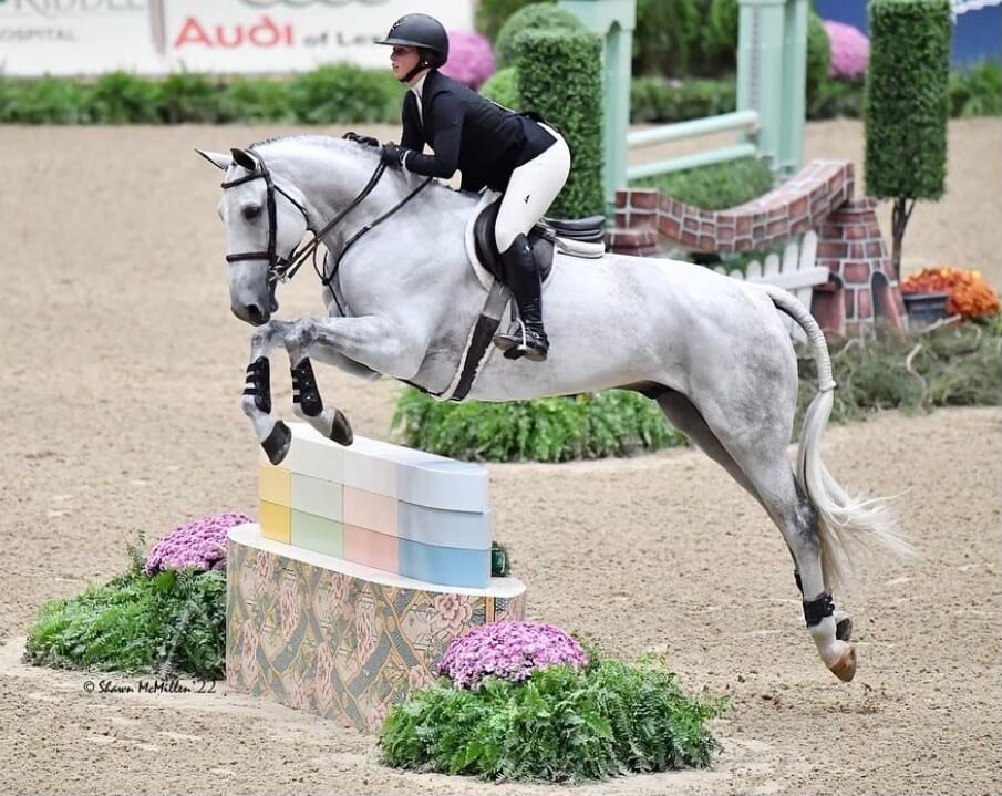 Danny — equitation horse sold by Eyckenhoeve