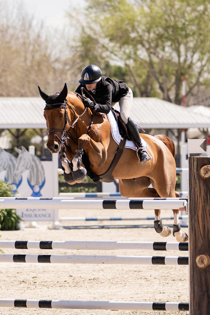 Sport Horse II