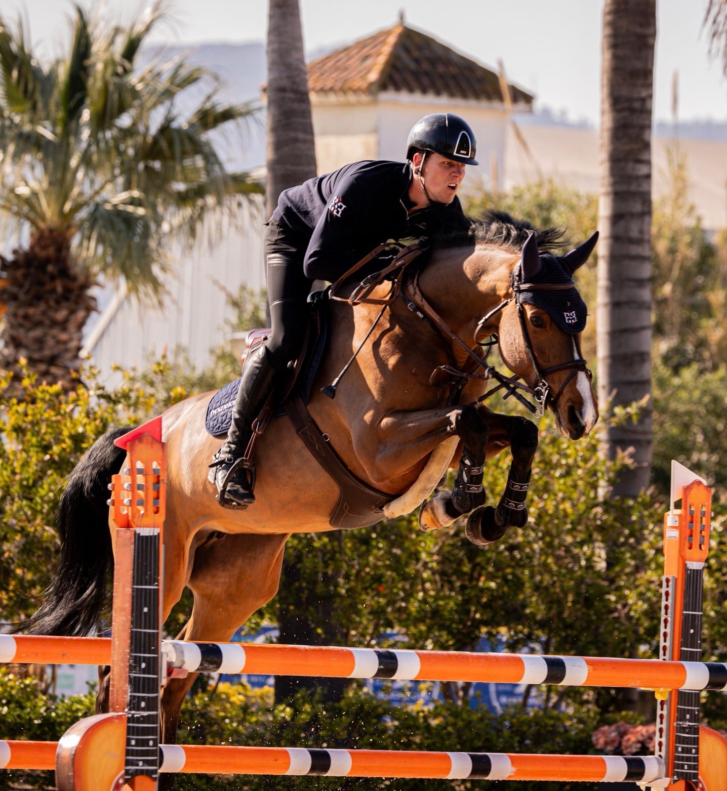 Sport Horse III