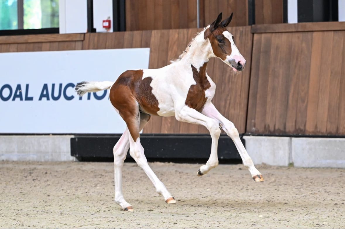 Offspring by Judge de Castel